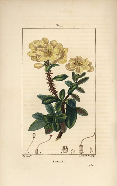 Rhododendron gigant - Rosebay, Hymenanthes maxima (Rhododendron maximum), met bloem, doornige steel, blad en zaad door Pierre Jean Francois Turpin