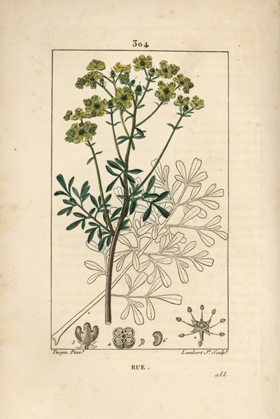 Rue des jardins of Rue fétide - Rue of kruid der genade, Ruta graveolens, met bloem, blad, stengel, zaad en omtrek. Handgekleurde stipple kopergravure door Lambert Junior naar een tekening van Pierre Jean-François Turpin uit Chaumeton, Poiret en Cham door Pierre Jean Francois Turpin