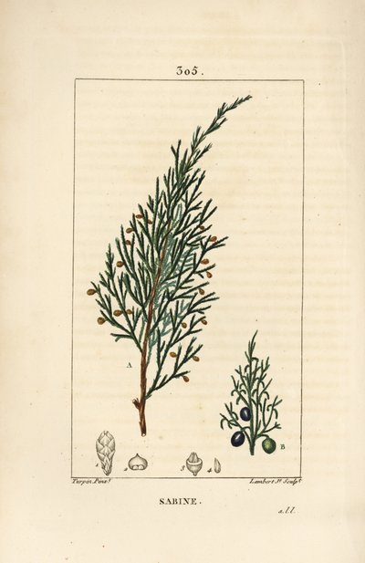 Sabijnse jeneverbes, Juniperus sabina, met bes, blad, stengel en zaad door Pierre Jean Francois Turpin