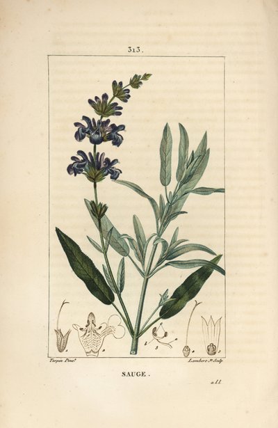 Salie officinale door Pierre Jean Francois Turpin