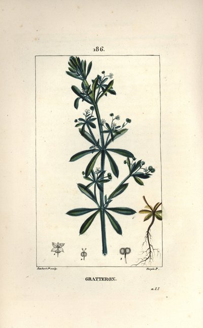 Kleefkruid door Pierre Jean Francois Turpin