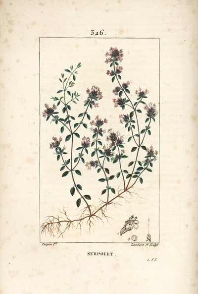Serpolet of tijm serpolet - Kruipende tijm of wilde tijm, Thymus serpyllum, met bloem, blad, stengel en wortel. Handgekleurde stipple kopergravure door Lambert Junior naar een tekening van Pierre Jean-Francois Turpin uit Chaumeton, Poiret en Chamberet door Pierre Jean Francois Turpin