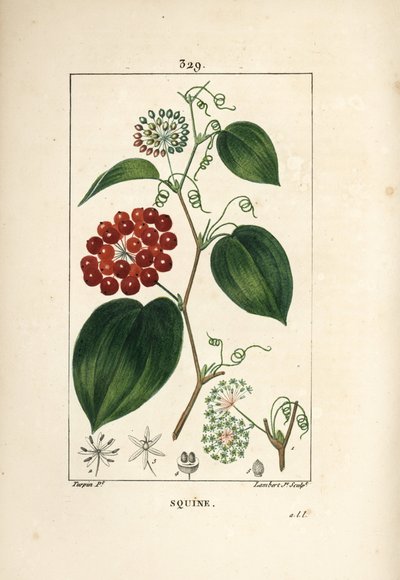 Smilax-variëteit - Chinese smilax, Smilax china, met bloem, rank, blad en vrucht door Pierre Jean Francois Turpin