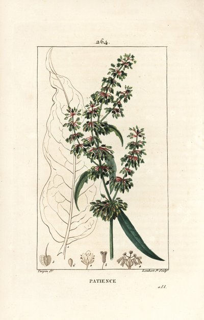 Patience dock, Rumex patientia, met bloem, stengel, bladeren, zaad en bladsilhouet. Handgekleurde stipple kopergravure door Lambert Junior naar een tekening van Pierre Jean-Francois Turpin uit Chaumeton, Poiret en door Pierre Jean Francois Turpin