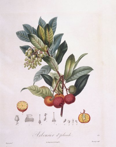 Aardbeiboom (Arbutus unedo), botanische plaat door Pierre Jean Francois Turpin door Pierre Jean Francois Turpin