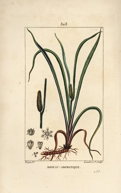 Kalmoes, Acorus calamus, met zaad, blad en wortel door Pierre Jean Francois Turpin