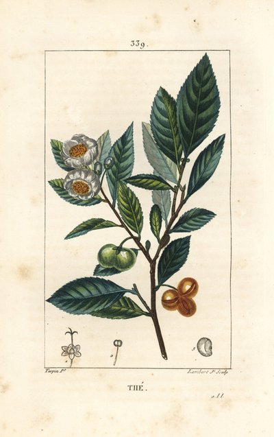 Thee, Camellia sinensis, met blad, vrucht en bloem door Pierre Jean Francois Turpin
