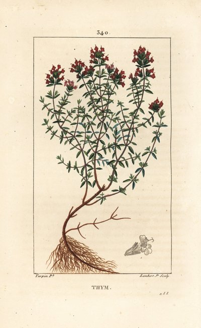 Tijm door Pierre Jean Francois Turpin