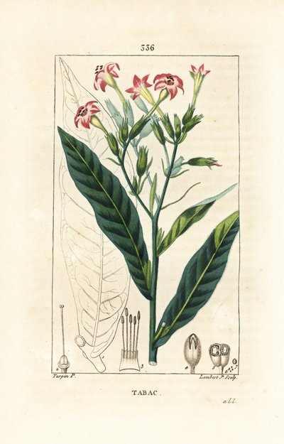 Tabak door Pierre Jean Francois Turpin
