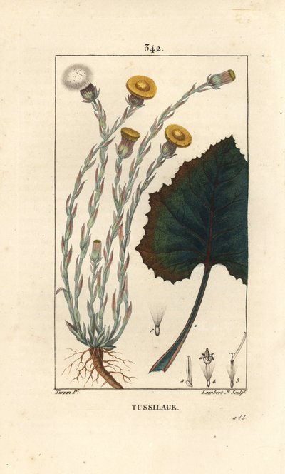 Hoefblad, Tussilago farfara, met bloem, blad, stengel en wortel door Pierre Jean Francois Turpin