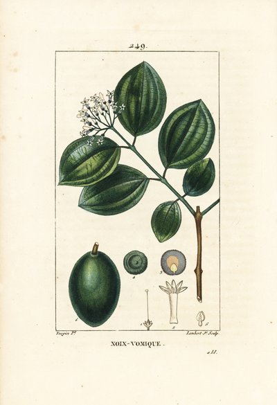 Strychnineboom of gifnoot, Strychnos nux-vomica, met vrucht, zaad, blad en bloem. Handgekleurde stipple kopergravure door Lambert Junior naar een tekening van Pierre Jean-Francois Turpin uit Chaumeton, Poiret en Chamberet