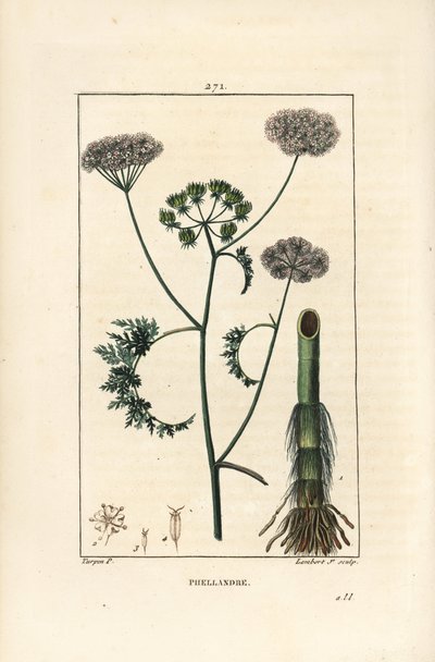 Waterdropwort of waterscheerling, Oenanthe aquatica, met bloem, blad, stengel en wortel door Pierre Jean Francois Turpin