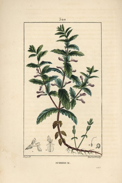 Water germander, Teucrium scordium, met bloem, blad, stengel en wortels door Pierre Jean Francois Turpin