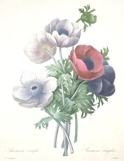 Anemoon simplex, gegraveerd door François Langlois, uit Choix des Plus Belle Fleurs et des Plus Beaux Fruits door Pierre Joseph (after) Redoute