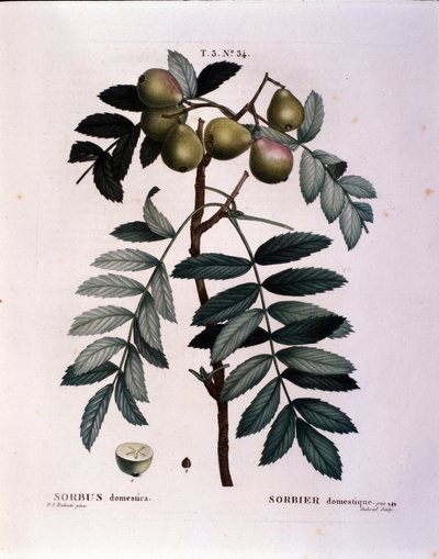 Botanisch: tak van de sorbus (Sorbus domestica) Plaat getekend uit 
