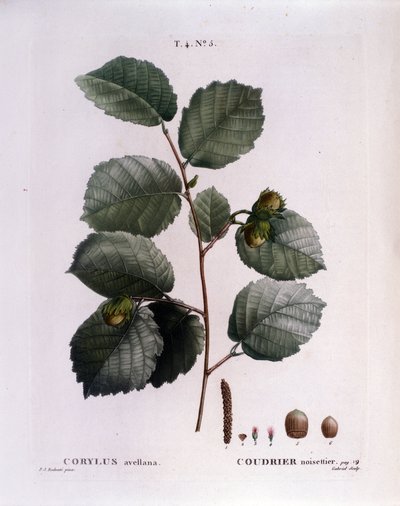 Botanisch: hazelnoottak. Plaat uit 