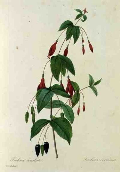 Fuchsia coccinea, uit 