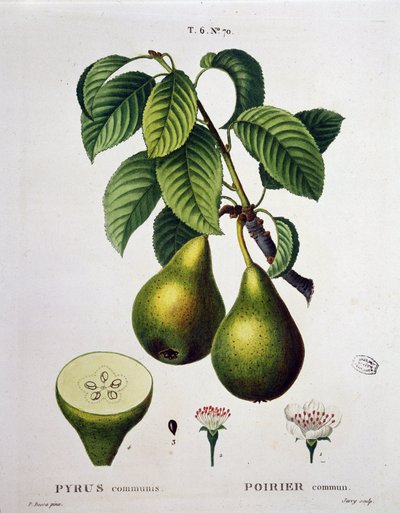 Poirier - in Nouveau Duhamel du Monceau ou traité des arbres et arbustes que le culture en France, figuren volgens de tekeningen van P.J. Redoute en P. Bessa, Parijs door Pierre Joseph (after) Redoute