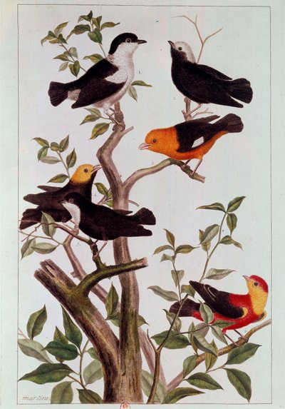 Vogels op takken door Pierre Joseph Buchoz