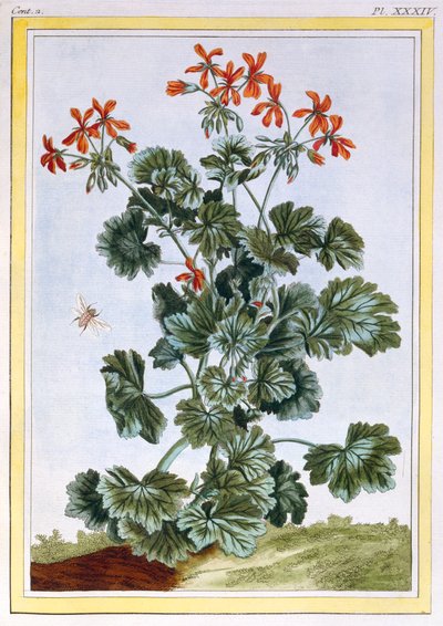 Ooievaarsbek door Pierre Joseph Buchoz