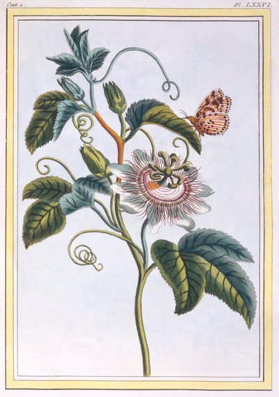 De grenadille of de maracot, uitgegeven 1776 door Pierre Joseph Buchoz