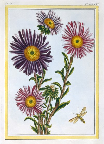 La Reine Marguerite Aster, pub. 1776 door Pierre Joseph Buchoz