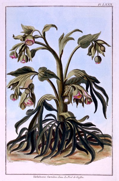 Stinkende Helleborus door Pierre Joseph Buchoz