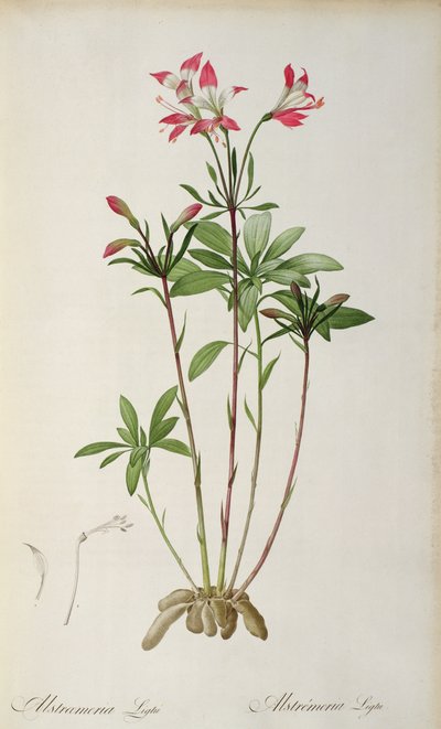 Alstraemeria Ligtu, uit 
