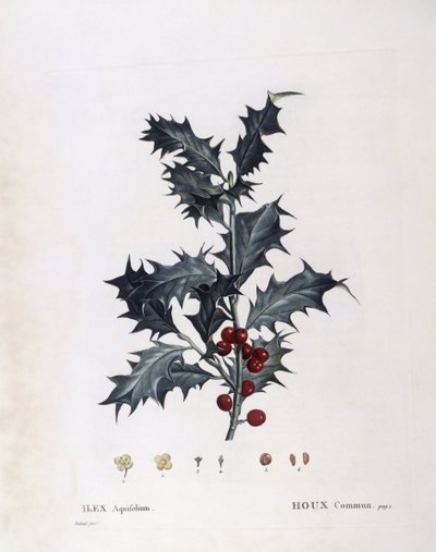 Aquifoliaceae - Europese hulst (Ilex aquifolium). (botanische plaat) door Pierre Joseph Redouté