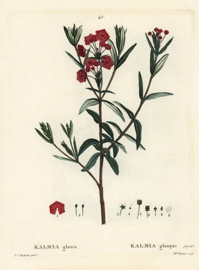 Moeraslaurier door Pierre Joseph Redouté