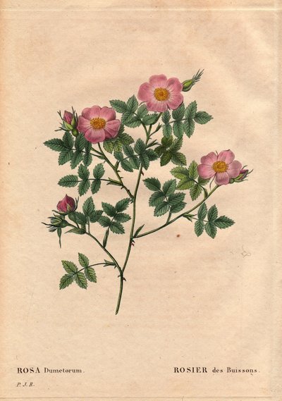Botanische plaat, bloem, rozenvariëteit: Struikroos (Rosa dumetorum). Uit de familie van wilde rozen uit Europa en Azië, ontdekt voor 1821. In 