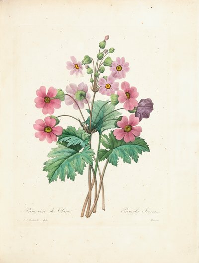 Chinese Primula, gegraveerd door Bessin, uit 