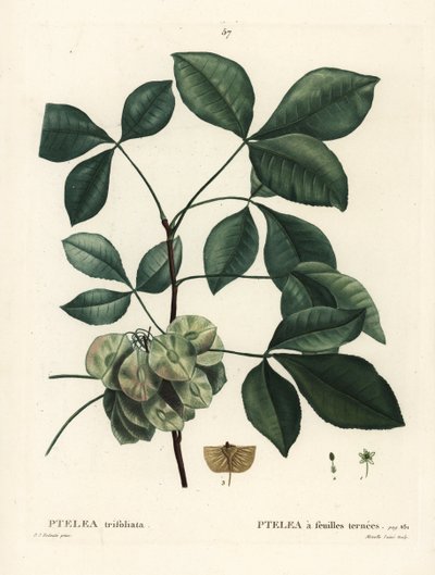 Gewone hopboom, stinkende es of wafel es, Ptelea trifoliata. Handgekleurde stipple gravure door Mixelle l