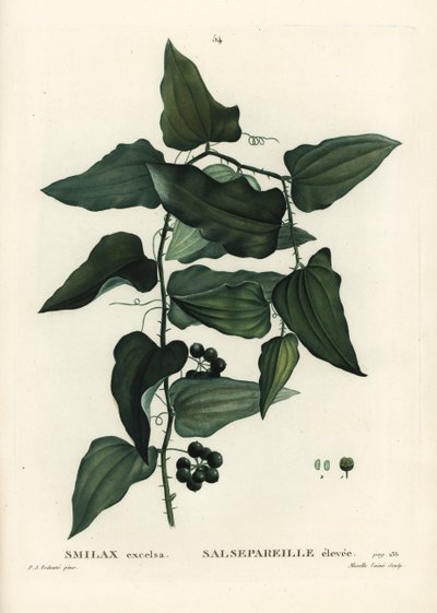 Gewone smilax, Smilax aspera door Pierre Joseph Redouté