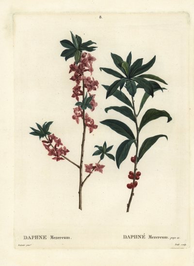 Daphne of mezereon, Daphne mezereum. Handgekleurde stipple gravure door Troll naar een illustratie van Pierre-Joseph Redoute uit Henri Louis Duhamel du Moncel