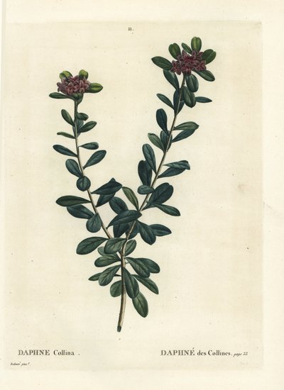 Daphne sericea door Pierre Joseph Redouté