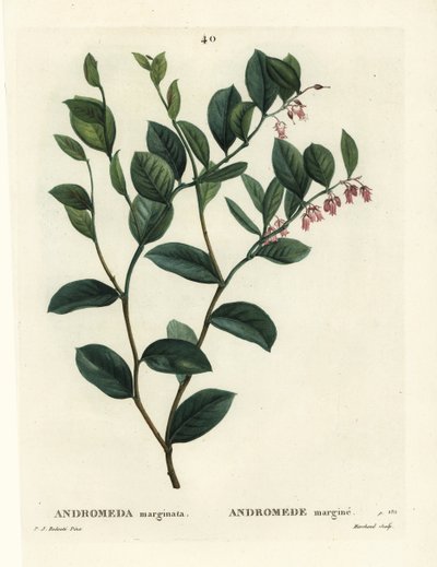 Fetterbush, Andromeda marginata. Handgekleurde stipple gravure door J. Marchand naar een illustratie van Pierre-Joseph Redoute uit Henri Louis Duhamel du Monceau