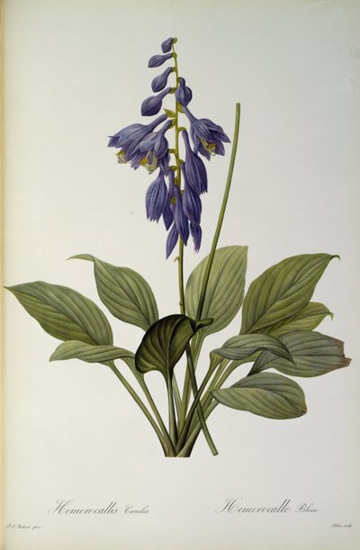 Hemerocallis Caerulea, uit `Les Liliacees