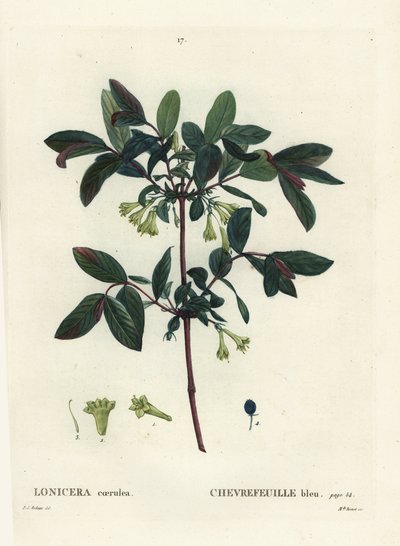Honingbes door Pierre Joseph Redouté