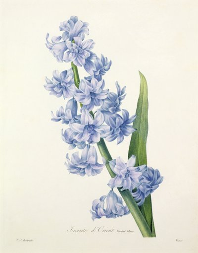 Hyacinthus orientalis (gewone hyacint), gegraveerd door Victor, uit 