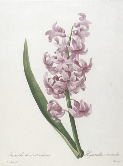 Jacinthe dorient variété rose, Hyacinthus orientalis, uit Choix des Plus Belle Fleurs et des Plus Beaux Fruits, 1827 door Pierre Joseph Redouté