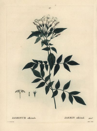 Jasmijn, Jasminum officinale. Handgekleurde stipple gravure door Moret naar een illustratie van Pierre-Joseph Redoute uit Henri Louis Duhamel du Moncel