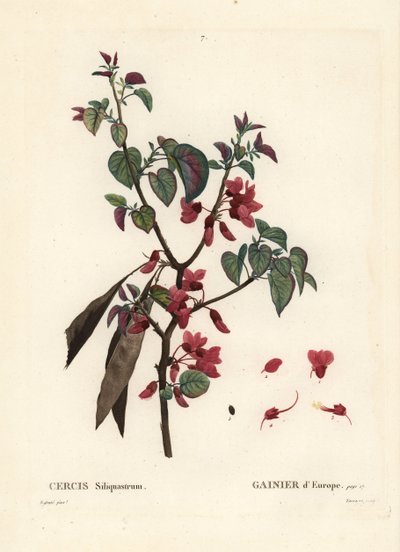 Judasboom, Cercis siliquastrum. Handgekleurde stipple gravure door Tassaert naar een illustratie van Pierre-Joseph Redoute uit Henri Louis Duhamel du Moncel