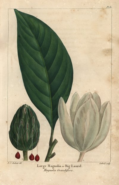 Grote magnoliaboom, grote laurier, Magnolia grandiflora (gravure) door Pierre Joseph Redouté