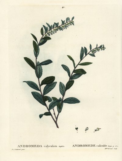 Lederblad door Pierre Joseph Redouté