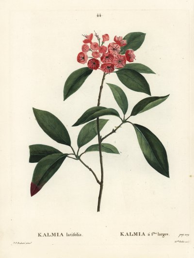 Berglaurier door Pierre Joseph Redouté
