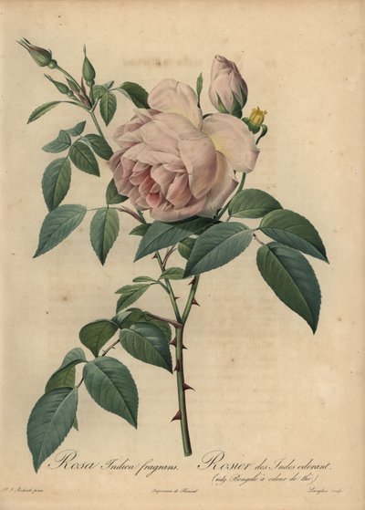 Lichtroze theegeurende roos, Rosa odorata door Pierre Joseph Redouté