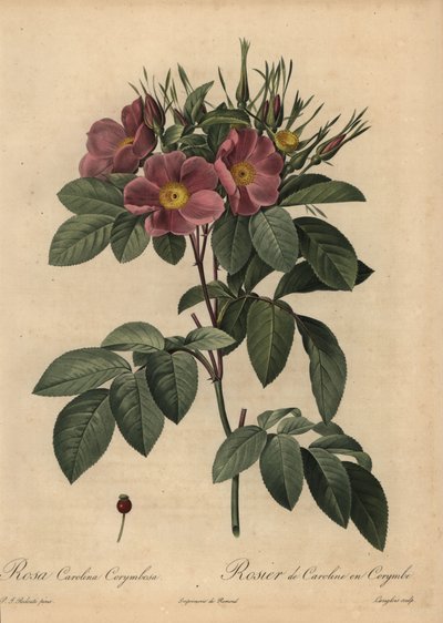 Paarse Carolina roos of weideroos, Rosa carolina corymbosa door Pierre Joseph Redouté