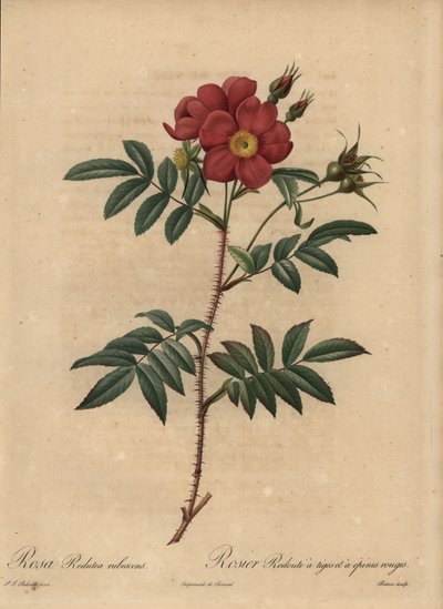 Rode roos, Rosa door Pierre Joseph Redouté