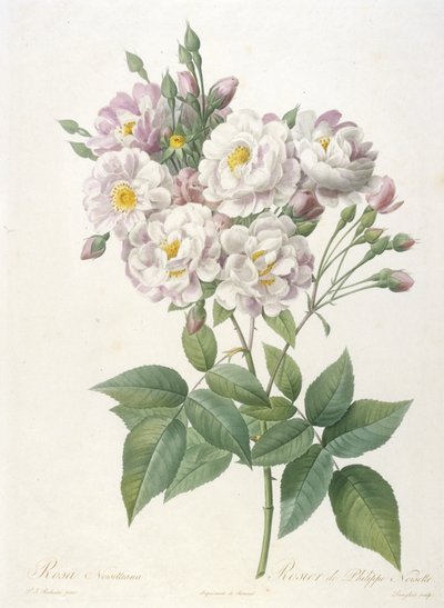 Rosa noisettiana, Rosier de Philippe de Noisette, uit La Couronne des Roses, 1817-24 (handgekleurde stipple gravure) door Pierre Joseph Redouté
